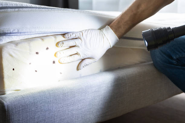 Best Affordable Pest Control Services  in Eldridge, IA