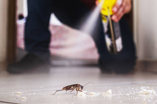 Best Pest Control for Homes  in Eldridge, IA